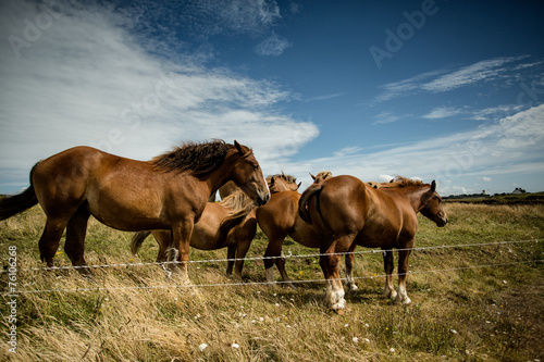Horses on the Pasture © Nailia Schwarz