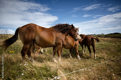Horses on the Pasture © Nailia Schwarz