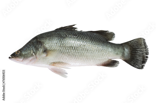Sea bass isolated on white background