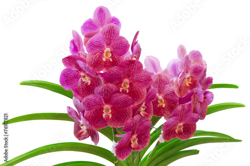 Fototapeta Naklejka Na Ścianę i Meble -  Pink Vanda Orchid isolated on white