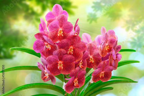 Fototapeta Naklejka Na Ścianę i Meble -  Pink Vanda Orchid