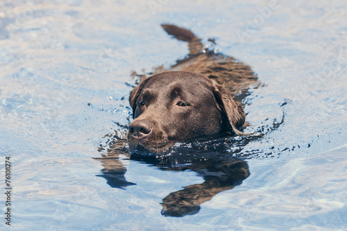 Chocolate Labrador Swimming