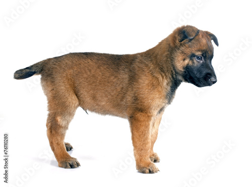 puppy malinois