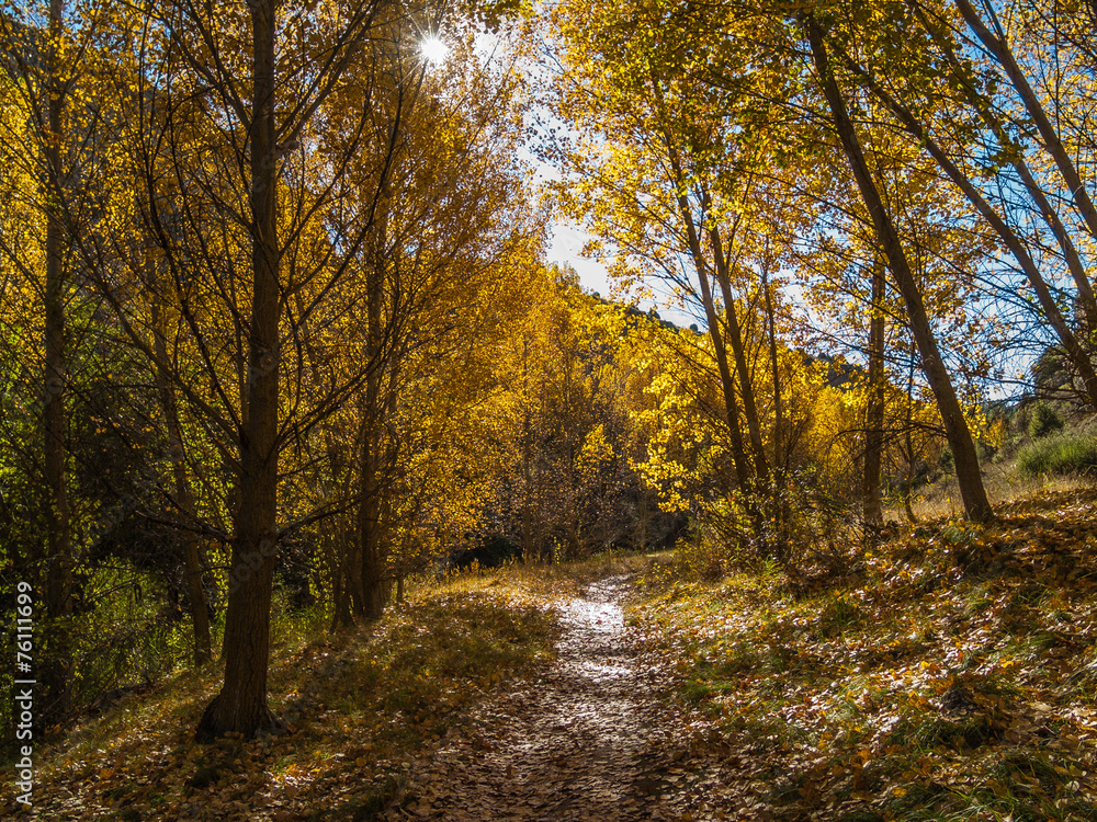 Obraz premium Autumnal path