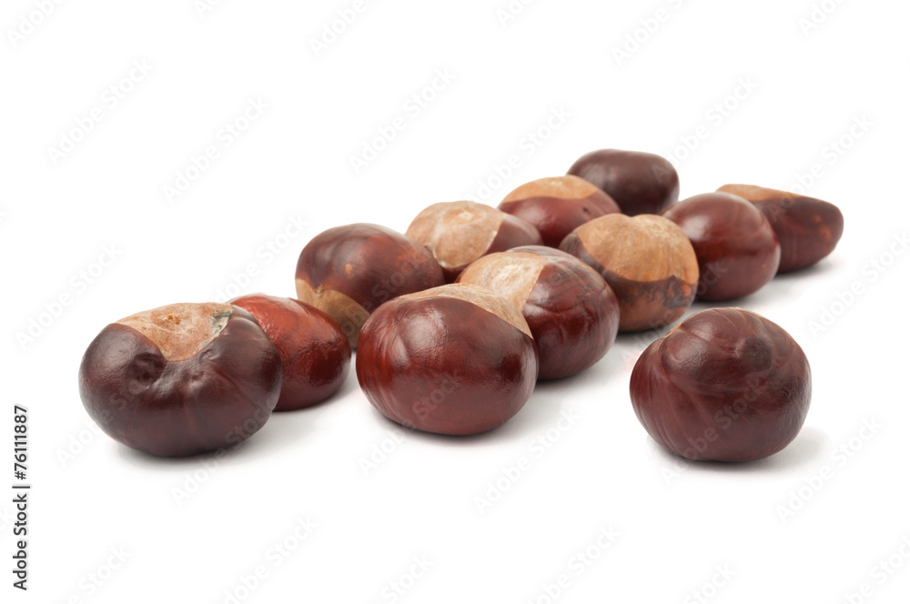 Group of wild chestnuts Group of wild chestnuts
