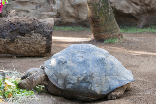 very old tortoise