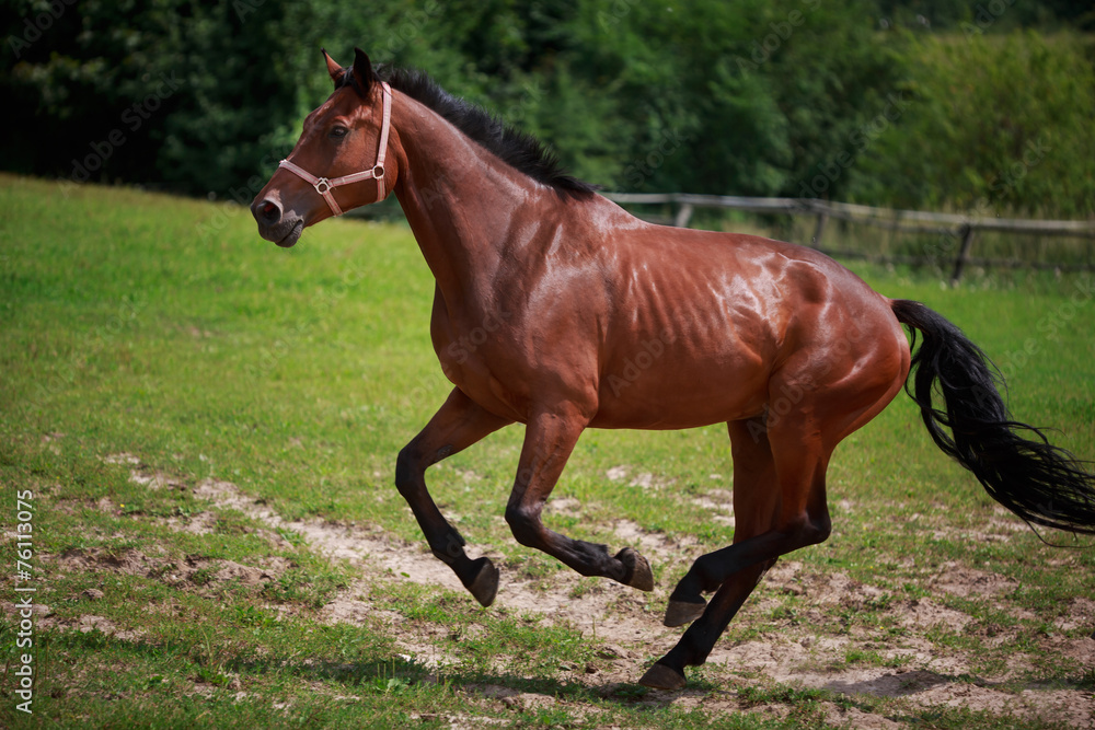 Running horse Running horse