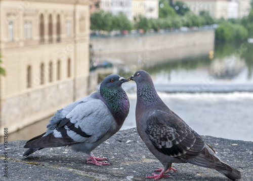 Love and pigeons .