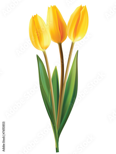Tulip flowers isolated. Vector illustration
