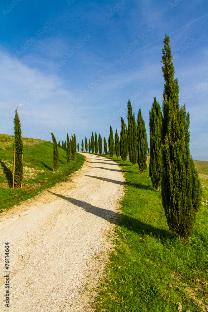Street Among Cypresses in Tuscany-Val dOrcia,Italy