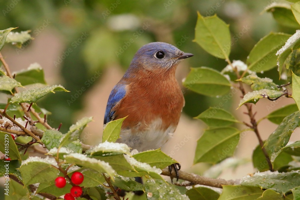 Fototapeta premium Male Eastern Bluebird