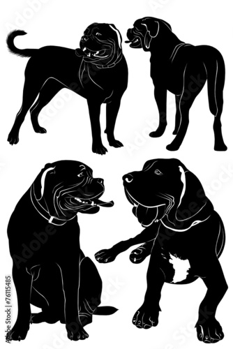 mastiff