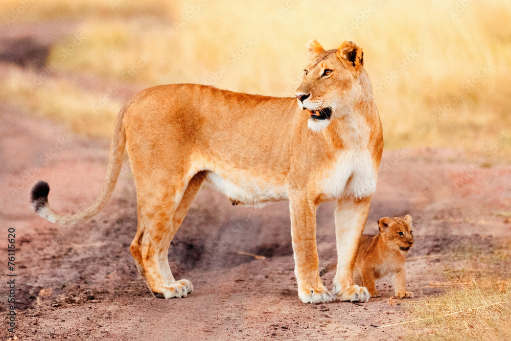 Female lion with cubs in Masai Mara Female lion with cubs in Masai Mara