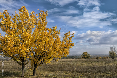tree with golden leaves in autumn