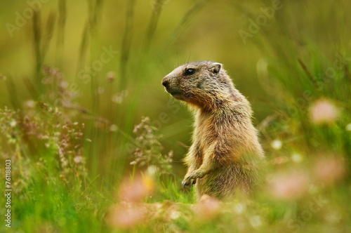 Marmot and flowers in the wild