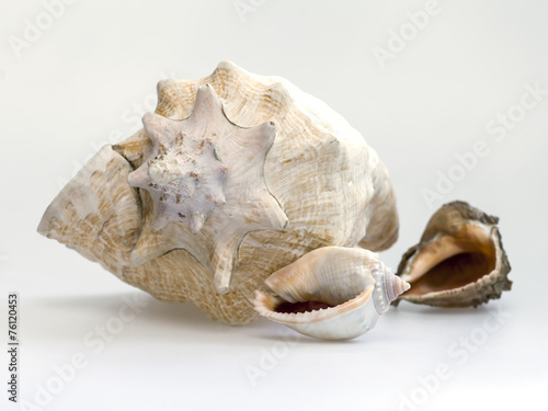 Obraz na plátně Sea cockleshells of various form