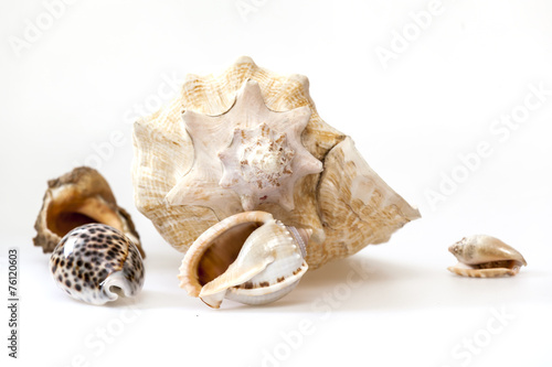 Quadro em tela Sea cockleshells of various form