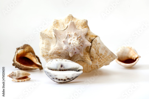 Photography Sea cockleshells of various form