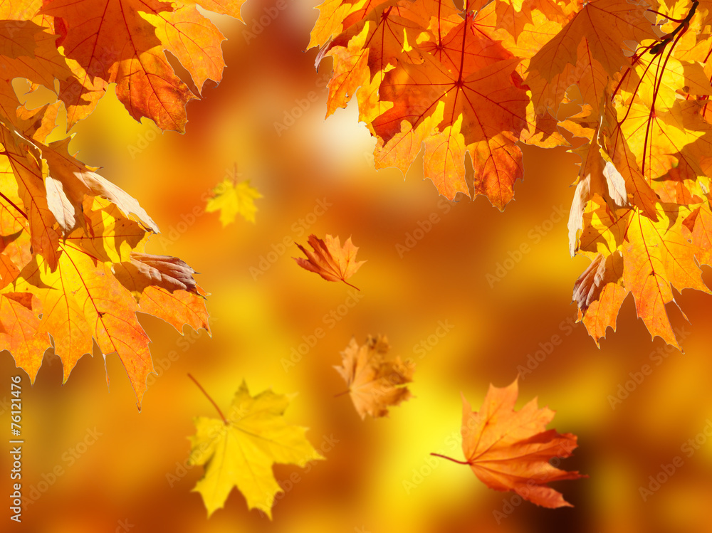 fallen leaves in autumn forest at sunny weather fallen leaves in autumn forest at sunny weather