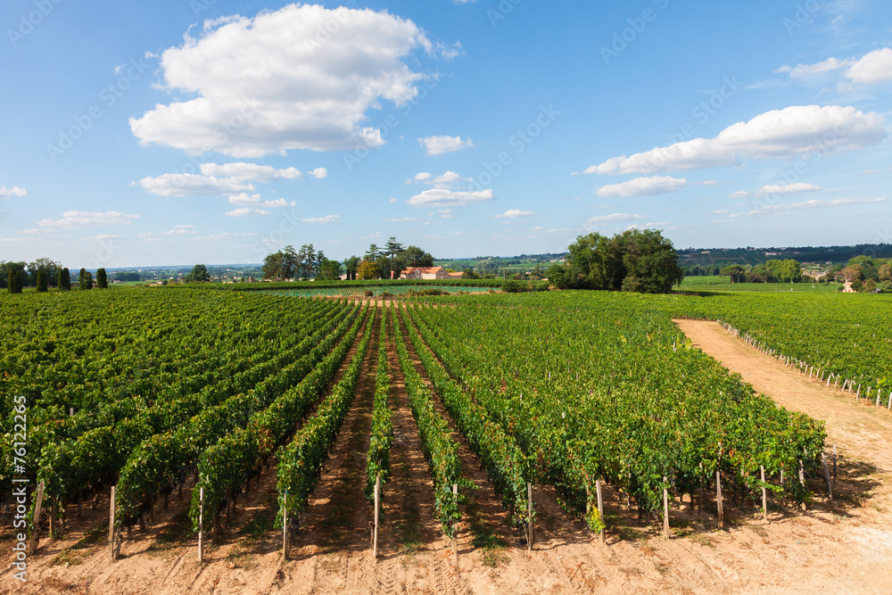 Vineyards of Saint Emilion,  France
