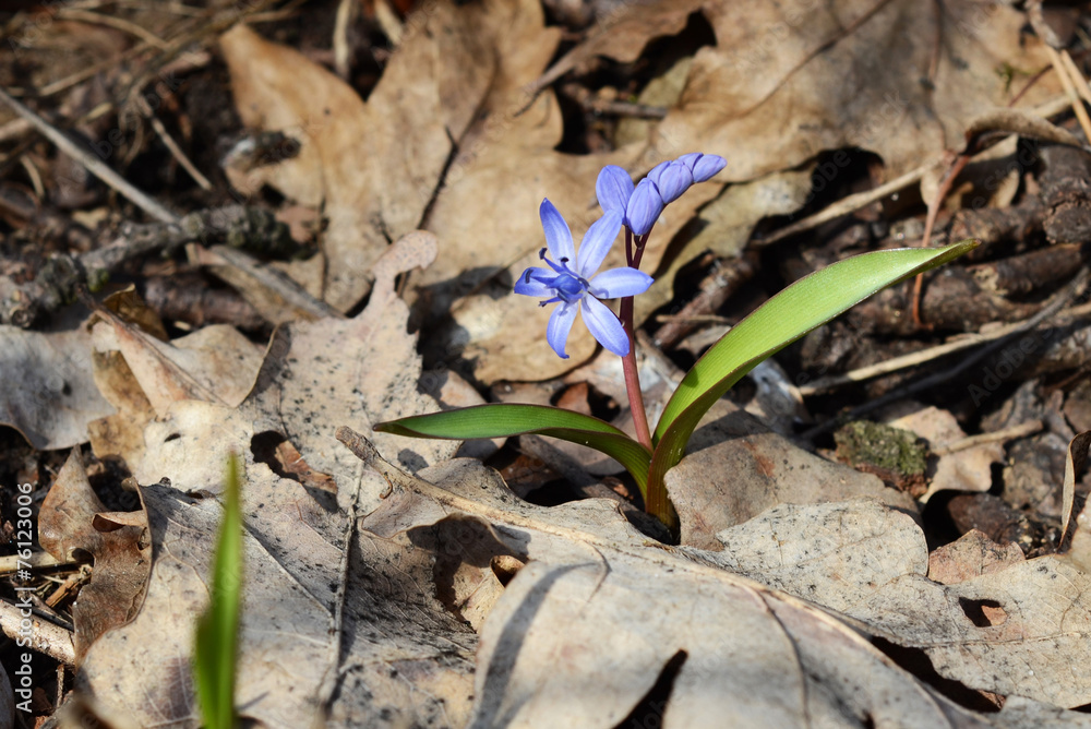 Snowdrop Snowdrop