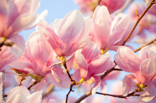 Beautiful magnolia blossom photo