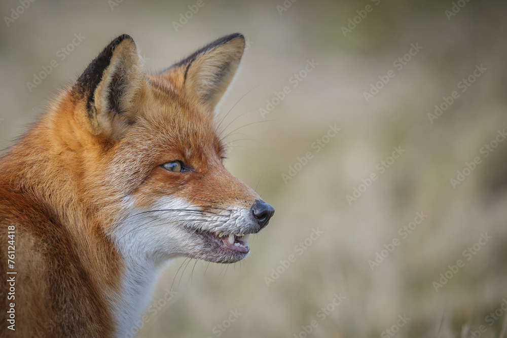 Red fox showing teeth Red fox showing teeth