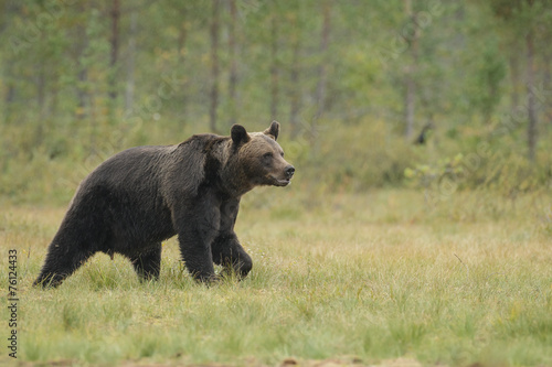 Brown bear in wilderness, Finland