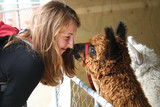 Red-haired girl and an alpaca