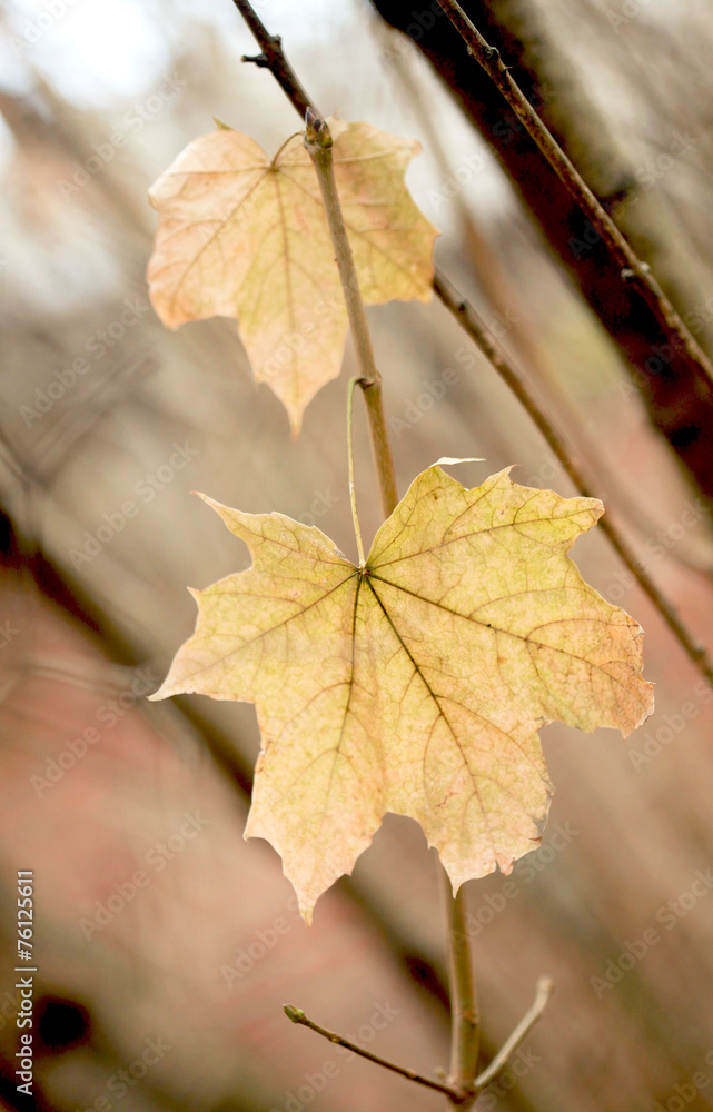 golden autumn golden autumn