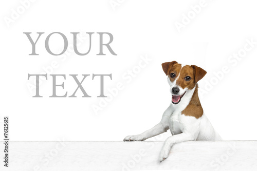 Beautiful dog. white background