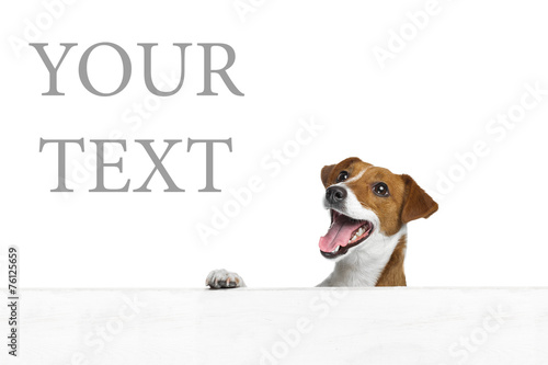 Beautiful dog. white background