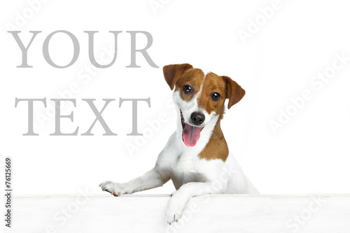 Beautiful dog. white background