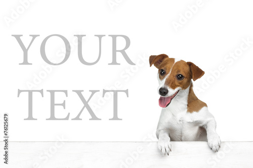 Beautiful dog . white background