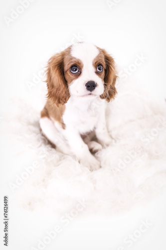 Hundebaby Cavalier King Charles Spaniel © StefanieBaum