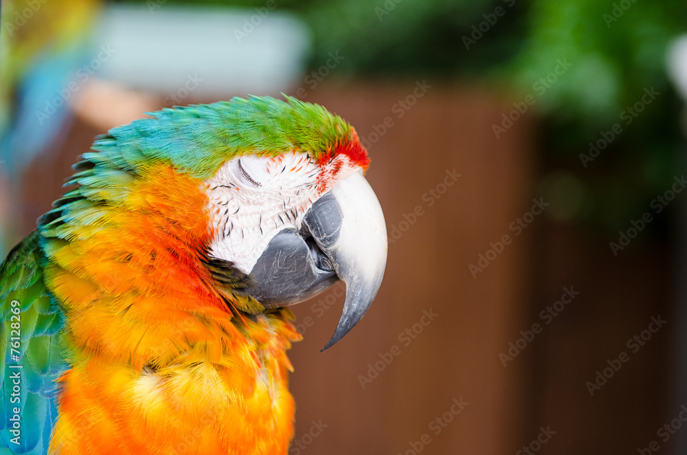 Fototapeta premium Sleepy bird