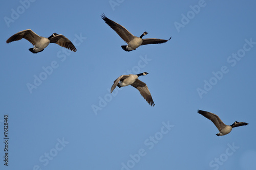 Canada Geese Flying in a Blue Sky