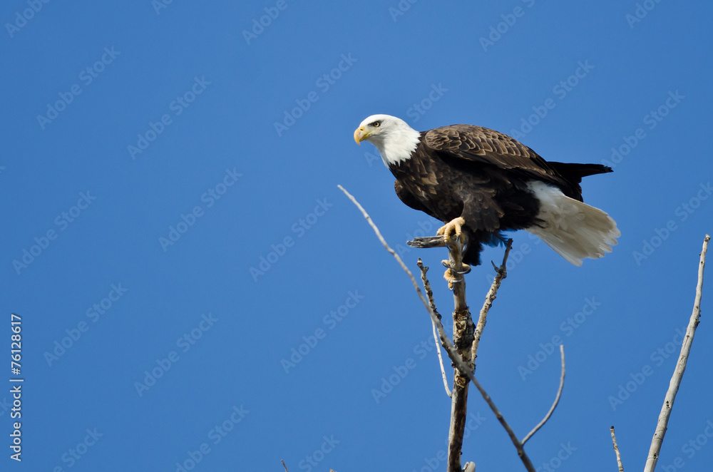 Obraz premium Bald Eagle Hunting From The Tree Top