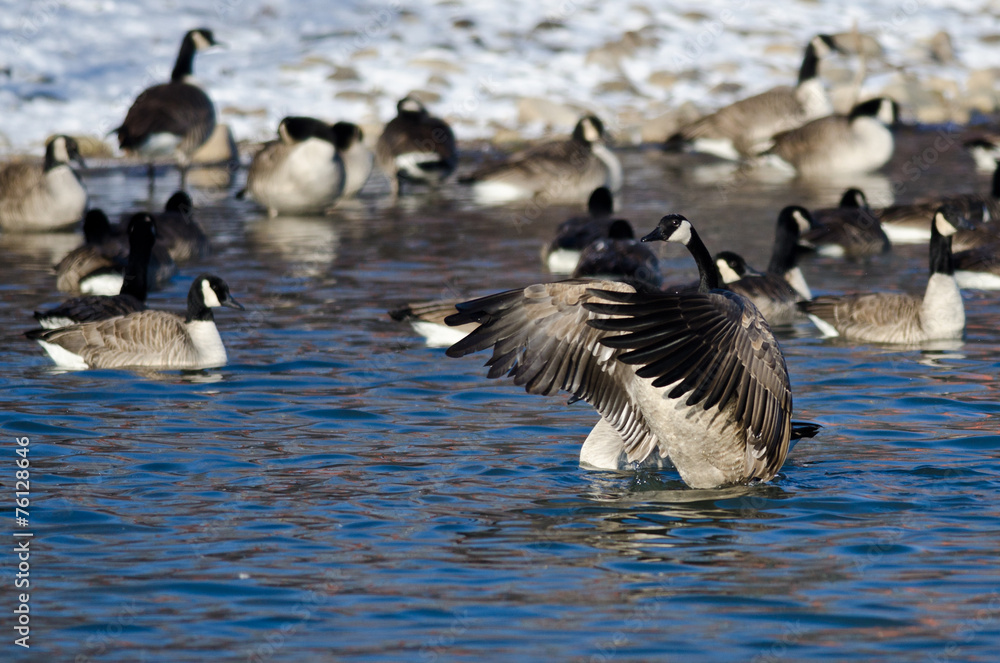 Canada Goose Stretching Its Wings Standing in a Winter River Canada Goose Stretching Its Wings Standing in a Winter River