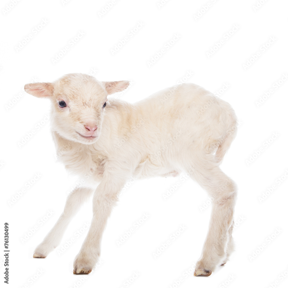 Naklejka premium Lamb standing