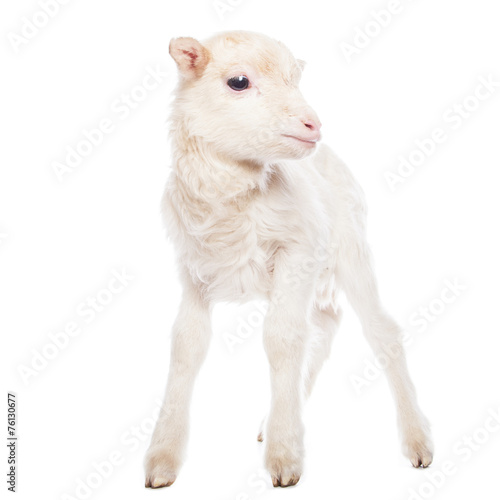 Lamb standing