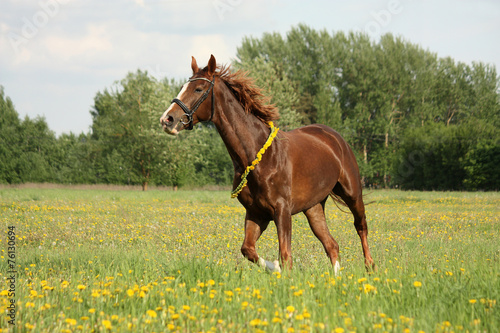 Beautiful chestnut horse trotting at the field