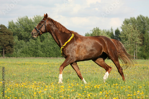 Beautiful chestnut horse trotting at the field