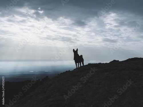 Dog silhouette in mountains