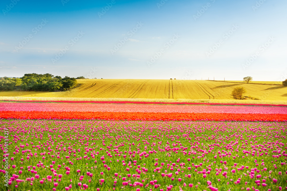 Beautiful colorful tulip fields during sunny day