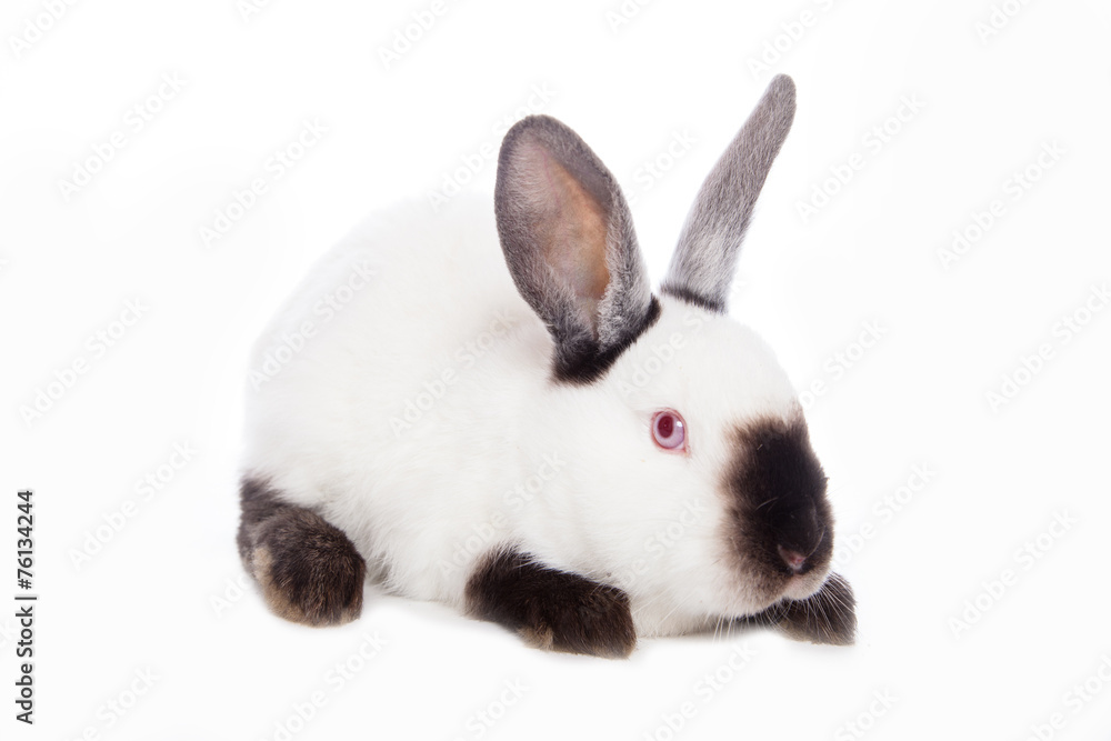 Cute rabbit Cute rabbit