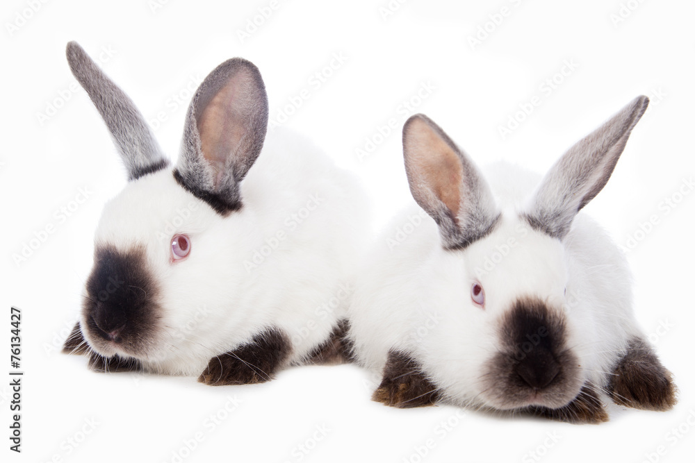 Obraz premium Cute rabbits