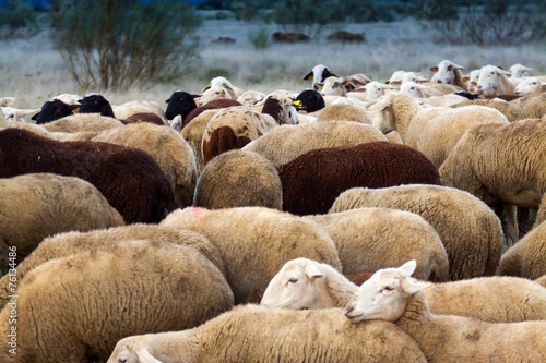Flock of sheep © JackF