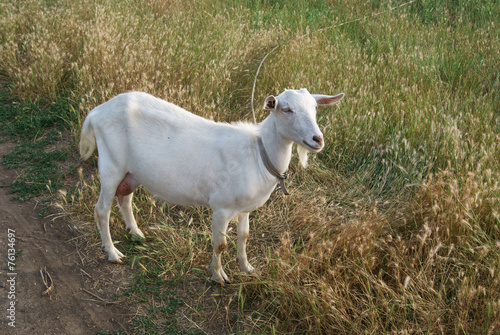 White Goat on the Road