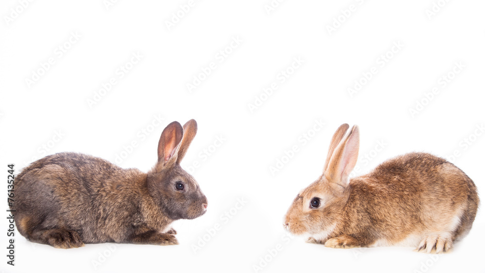 Fototapeta premium Cute rabbits